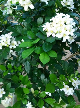 包邮九里香花苗七里香苗盆栽清香怡人驱蚊室内外庭院植物绿化苗