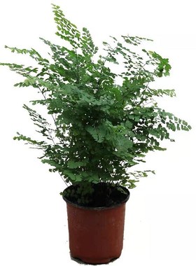 铁线蕨盆栽办公室内除甲醛水培蕨类植物四季常青耐阴花卉盆景绿植