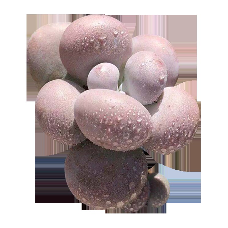 奶酪水光针奶酪单头多肉老桩植物盆栽圆滚滚肥奶韩国 绿公主