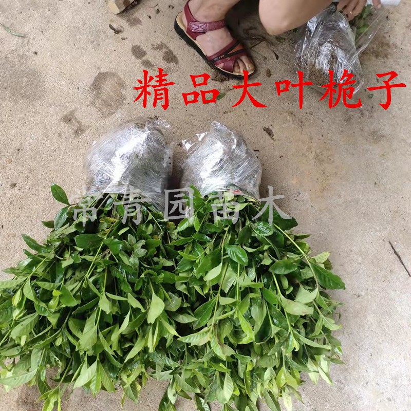 栀子花树苗盆栽四季绿植阳台大叶小叶牡丹桅子花室外庭院枝枝花