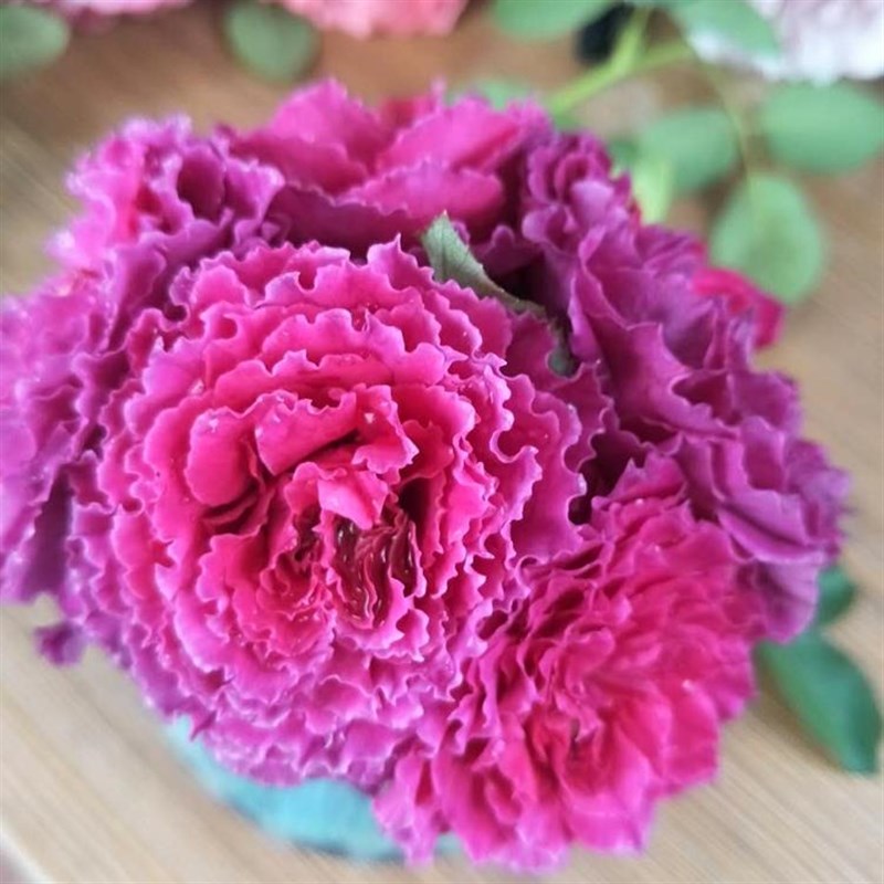 草药月季花大苗阳台微月多头四季大花浓香波浪边玫瑰庭院盆栽植物