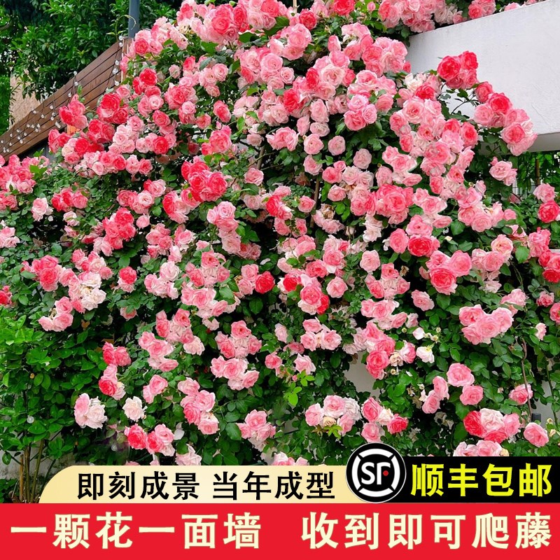 樱霞藤本月季多季群开耐热抗病耐寒阳台绿植庭院盆栽地栽蔷薇花苗