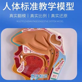 人体消化系统模型大号消化道胃剖面鼻咽喉大小肠胃解剖模型肛肠