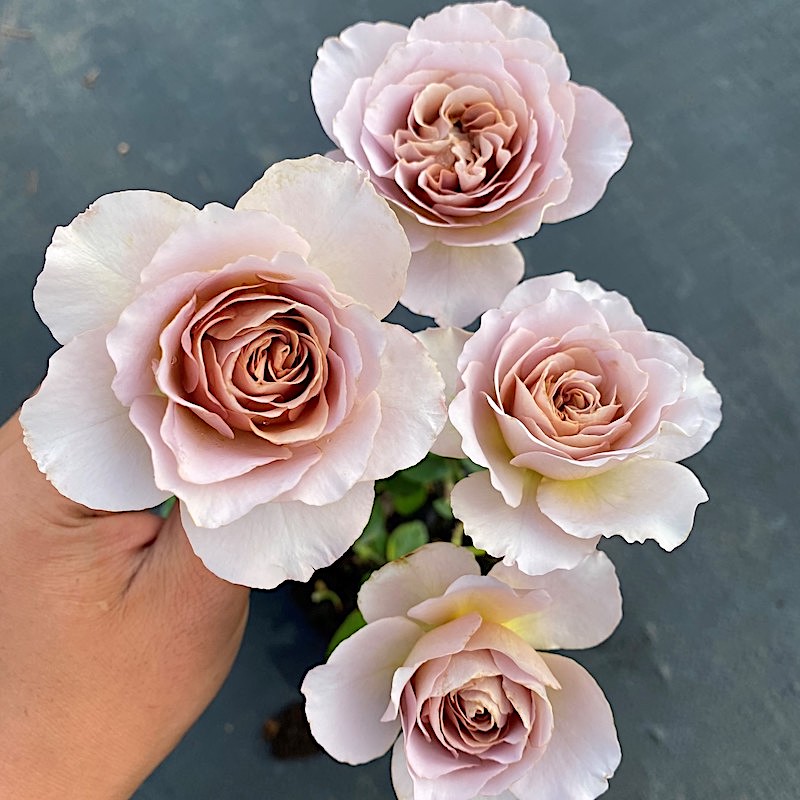 拿铁咖啡阳台盆栽月季庭院地栽抗病勤花玫瑰花苗耐寒耐旱馥郁香气