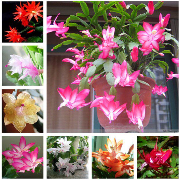 年宵花卉 红色蟹爪兰带根大苗绿植盆栽室内花卉