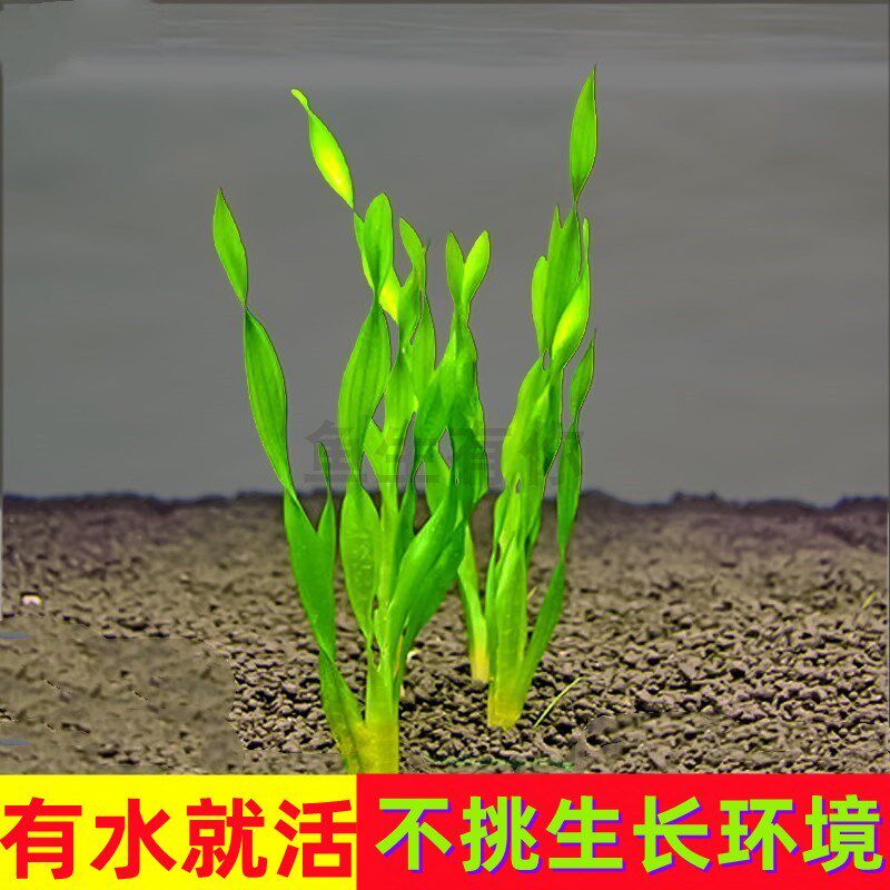 水兰水草植物大小细叶扭兰龙舌兰鱼缸阴性真草新手古法养鱼造景草