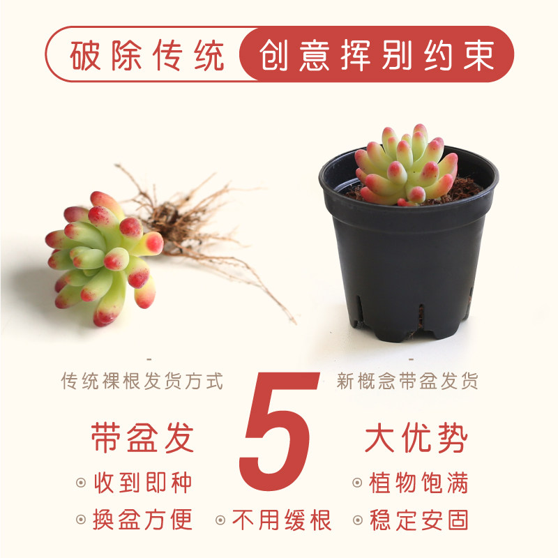 壹分皿 多肉植物一整箱新手套餐组合盆栽办公桌阳台肉肉单品包邮