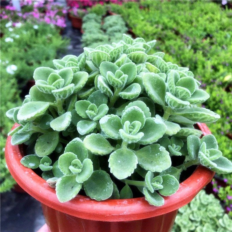 碰碰香一抹香盆栽花卉夏季驱蚊植物办公室客厅香草多肉净化空气,鲜花速递/花卉仿真/绿植园艺,时令草本花卉,淘宝优惠券,粉丝福利购,淘宝优惠卷