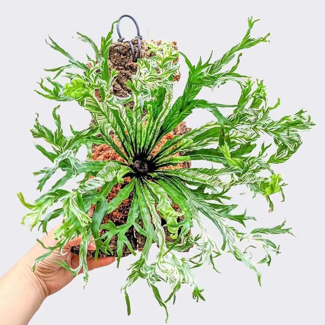 白锦鸟巢蕨花叶鸟巢蕨挂板挂墙绿植苔藓蕨类植物盆栽水培垂吊壁挂