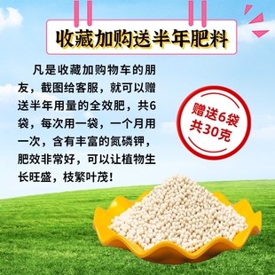 微酸性中性沙性土壤室内客厅盆景栽种绿植物花卉翻盆换营养土透气