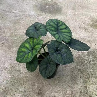 神盾海芋龙鳞海芋除甲醛观叶植物盆栽室内客厅网红热植室内好养活