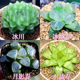 进口白莲花玉露组合琥珀冰灯宝莲灯新款室内办公室创意摆件