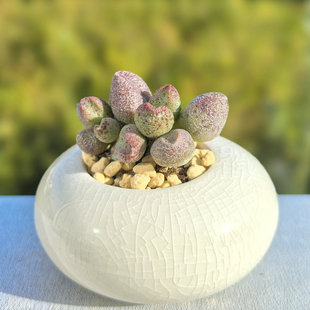 血斑玛丽安水泡多肉植物盆栽稀有黑肌楞叶肉肉办公室阳台净化空气