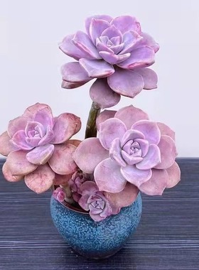 紫乐多肉老桩群生精选大颗阳台庭院盆栽紫色肉肉高档优质血斑紫乐