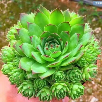 大颗观音莲多肉植物多头群生带崽长生草系列好养易活盆栽绿
