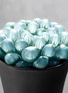 蓝镜多肉植物玉露高端花卉办公室内冷门懒人桌面稀有小带盆栽蓝色