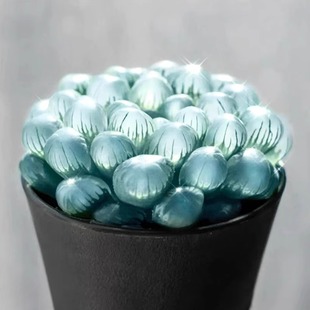 蓝镜多肉植物玉露高端花卉办公室内冷门懒人桌面稀有小带盆栽蓝色