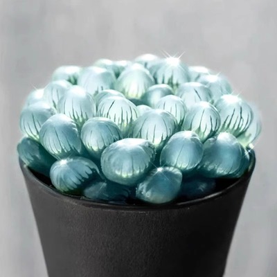 蓝镜多肉植物玉露高端花卉办公室内冷门懒人桌面稀有小带盆栽蓝色