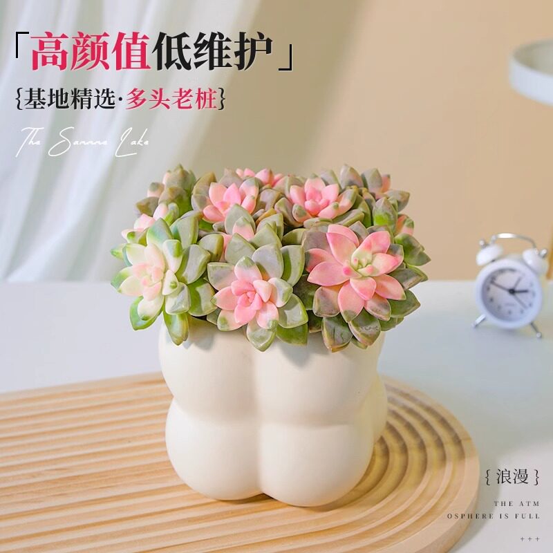 多肉植物淡雪老桩室内盆栽大颗株好养办公室肉肉群生多头绿植花卉