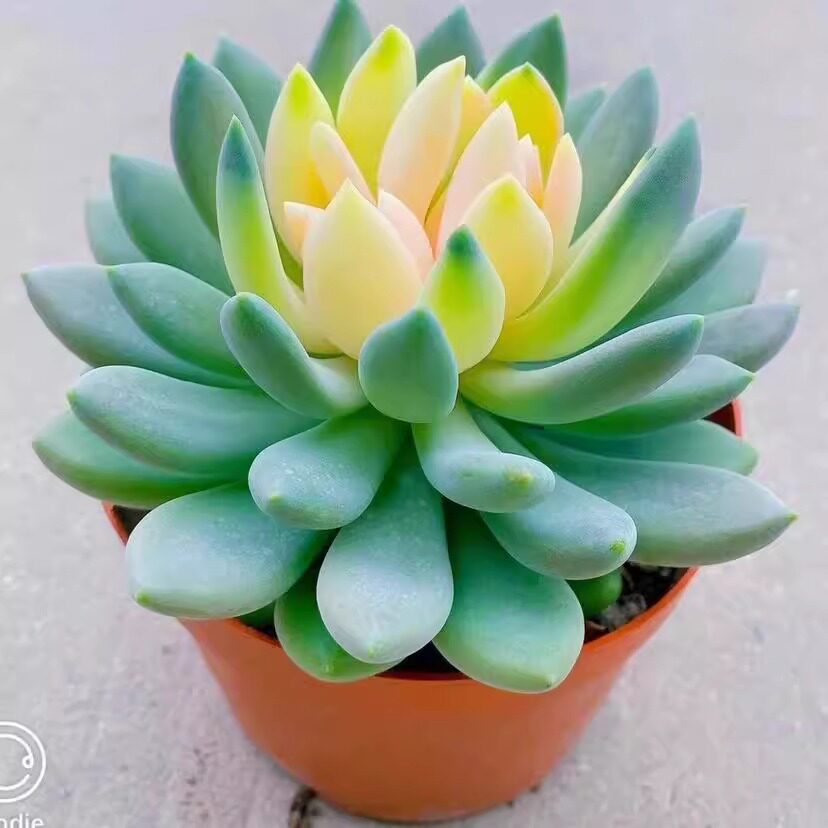 胖美人锦稀有贵货多肉植物花卉盆栽阳台绿植新手好养四季易活,鲜花速递/花卉仿真/绿植园艺,多肉植物,淘宝优惠券,粉丝福利购,淘宝优惠卷