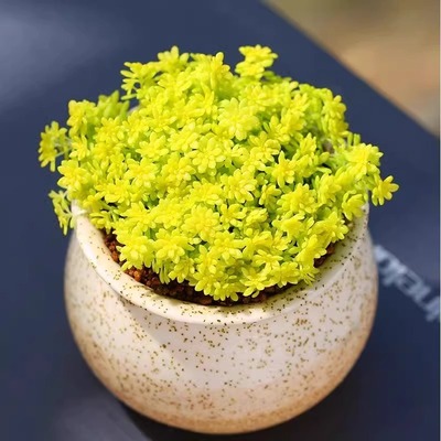 黄金万年草花铺面草黄金草多肉用作护盆草点缀花盆植物阳台好养活