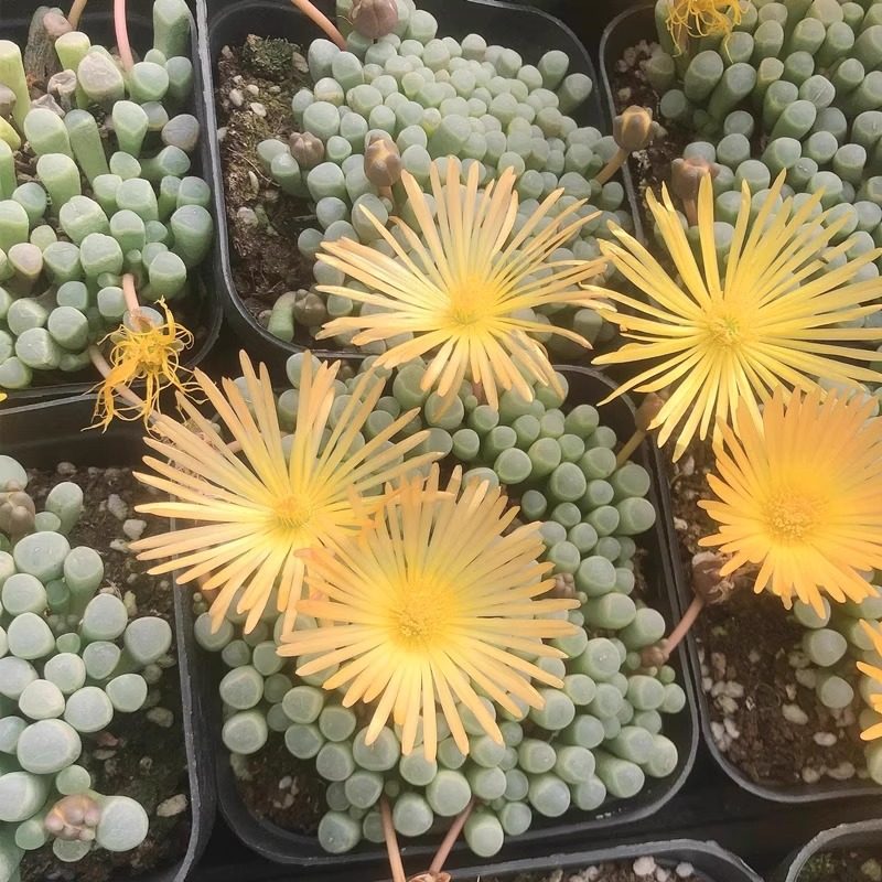 五十铃玉 多肉植物肉肉植物 萌肉肉组合盆栽 室内花卉图片