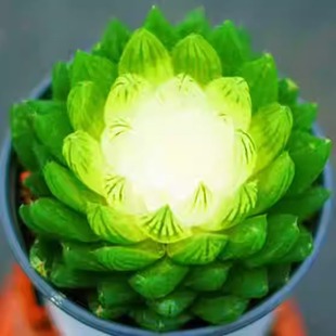 宝莲灯玉露锦彩色白莲花多肉植物稀有品种办公室内绿植盆栽