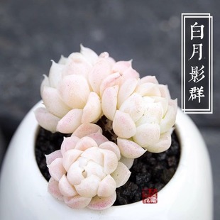白月影多头群生多肉植物盆栽肉肉新手植物办公室创意花卉绿植