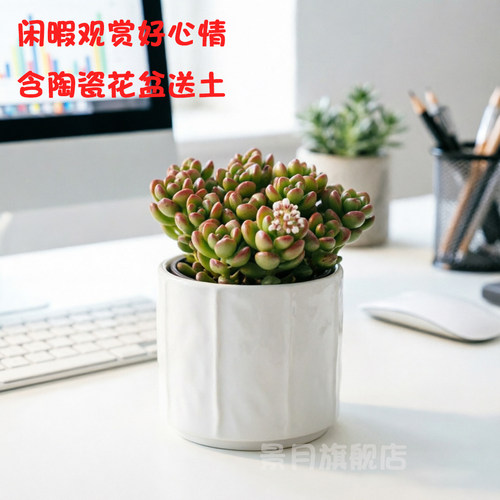 丸叶松绿 办公室室内阳台桌面园艺花卉组合盆栽萌肉带盆带土发货