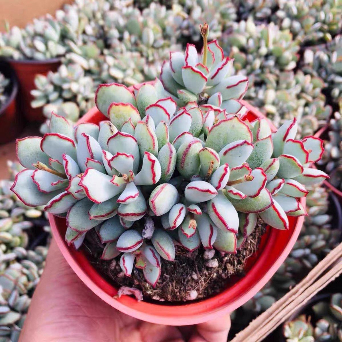 巧克力线福娘多肉植物易爆盆群生多头肉肉创意盆栽花卉绿植