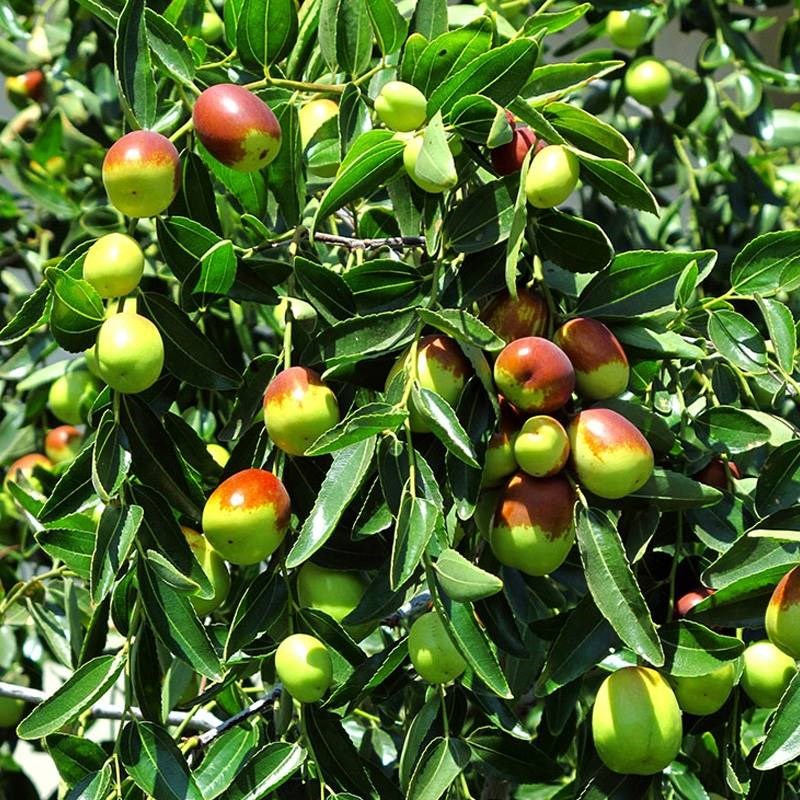 枣树苗包成活沾化冬枣苗特大盆地栽嫁接果树苗南北方种植当年结果