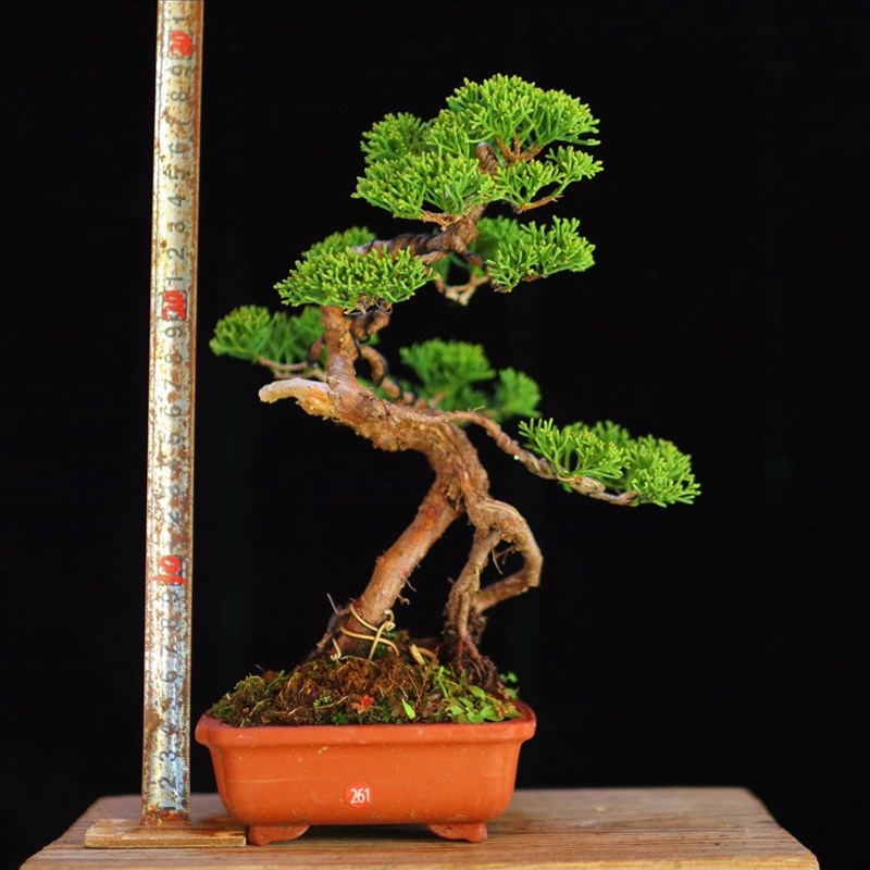 一物一拍原生济州真柏小品盆景松柏微型盆栽纪州真柏