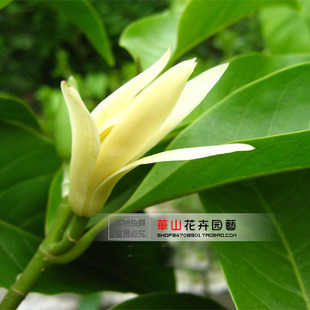 带原土发货  盆栽香花*白兰花/花香四溢 当年开花 实物拍摄