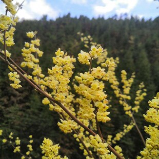 山苍子树苗木姜子山胡椒腊梅柴滑叶树香叶子香料盆景庭院地栽