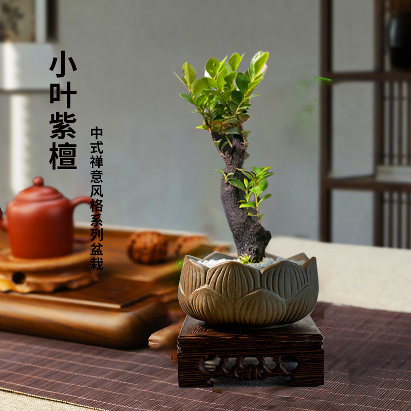 小叶紫檀盆景树苗盆栽老桩客厅办公室室内外好养活四季常青绿植物