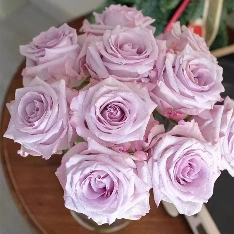 超新品紫雾月季紫色切花玫瑰花苗庭院阳台盆栽四季开花