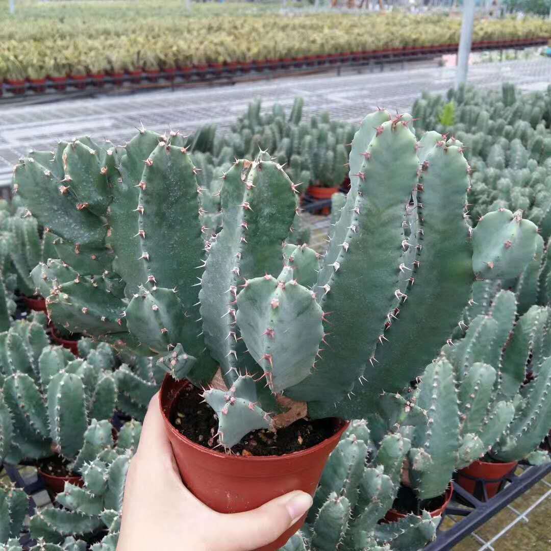 基地直销花卉绿植室外盆栽绿植净化空气 居家绿植 锦晃星