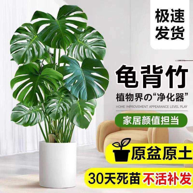 大叶龟背竹盆栽大叶好养活家居绿植室内绿植大盆栽除甲醛绿植