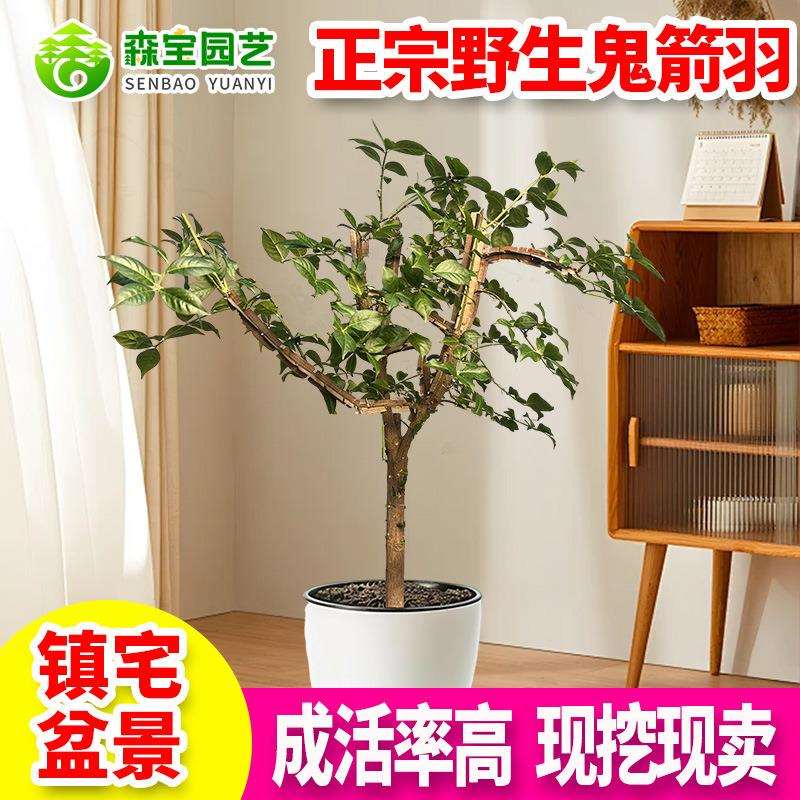 鬼见愁太行山天然卫矛盆栽盆景园艺种植造型季节枝条混合培育绿植