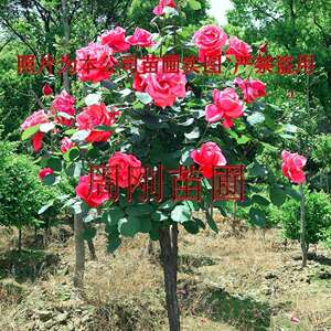 苏州树状月季花映山红桩杜鹃花别墅绿化庭院景观苗木基地