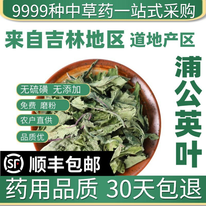 材店铺蒲公英叶 野生特级新货 公英茶整棵 天然晒干50g