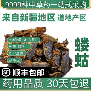 材特级野生蝼蛄干50克新货拉拉蛄地拉蛄天蝼土狗蝼蛄粉