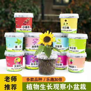 儿童种植小盆栽太阳花向日葵花种籽子幼儿园小学生植物生长观察盒