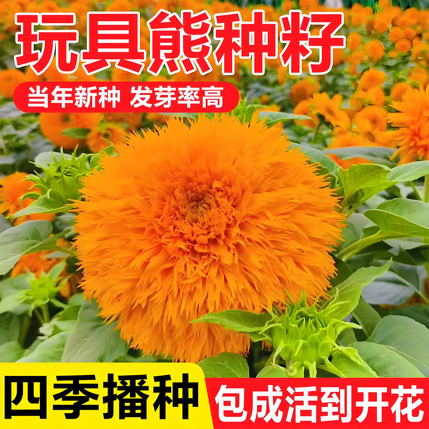 向日葵种孑玩具熊花种子四季播种开花盆栽易活观赏食用向日葵种籽