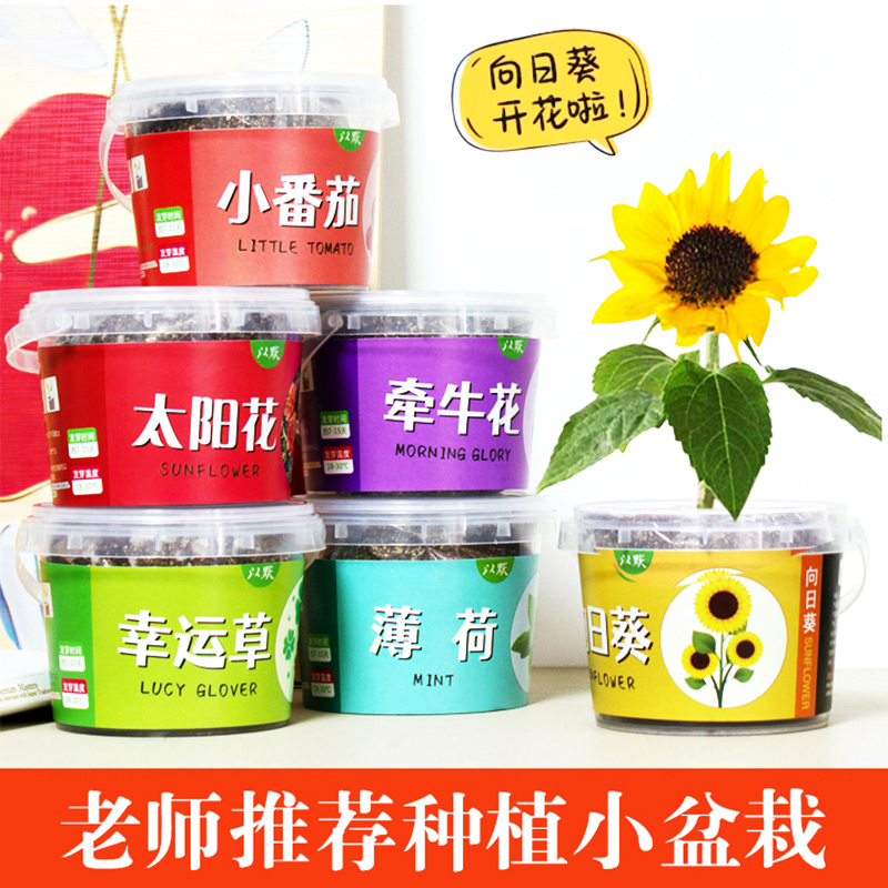 儿童种植小盆栽向日葵种子太阳花种籽学生植物实验花种子生长观察