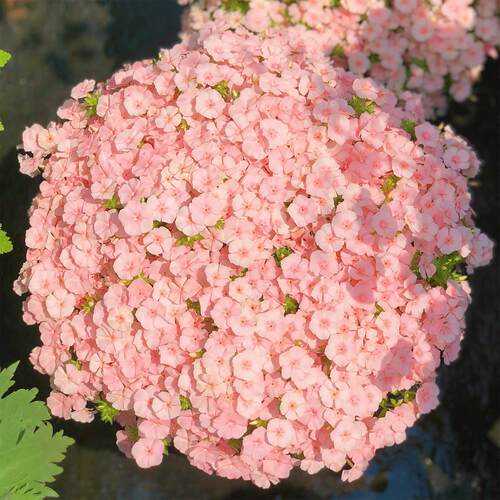 福禄考花种子四季播种开花室内盆栽易活芝樱花籽室外庭院花卉种孑