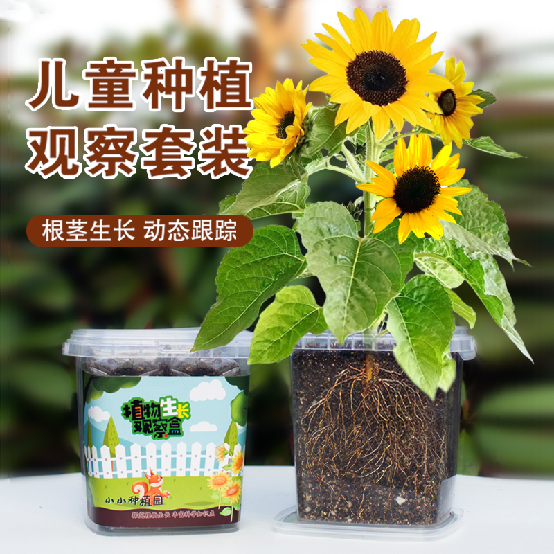 儿童种植小盆栽向日葵种子太阳花学生植物种子凤仙花种籽观察套装