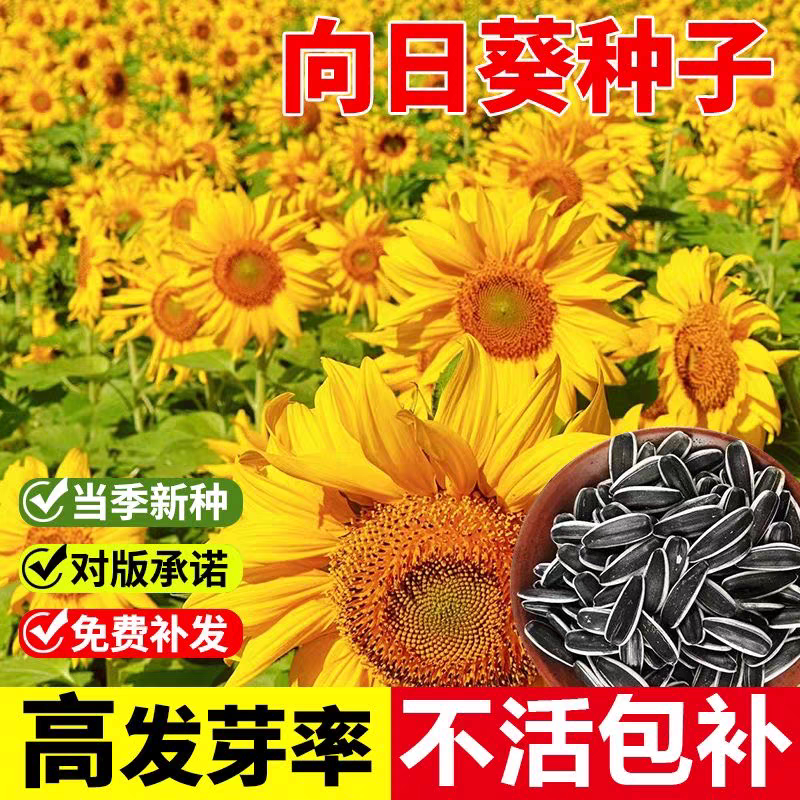 向日葵种孑观赏食用葵花籽