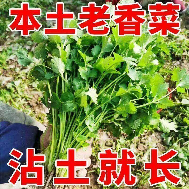 香菜种子四季易种耐热耐抽苔阳台水果蔬菜种子水果农家大叶香菜