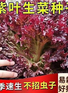紫生菜种子种籽孑紫色蔬菜奶油孔雀菜种籽四季阳台盆栽专用四季播